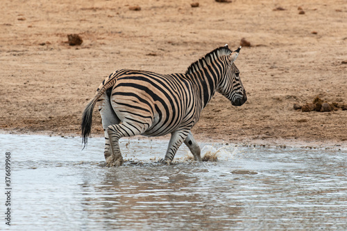 Z  bre de Burchell  Equus quagga burchelli  Parc national Kruger  Afrique du Sud