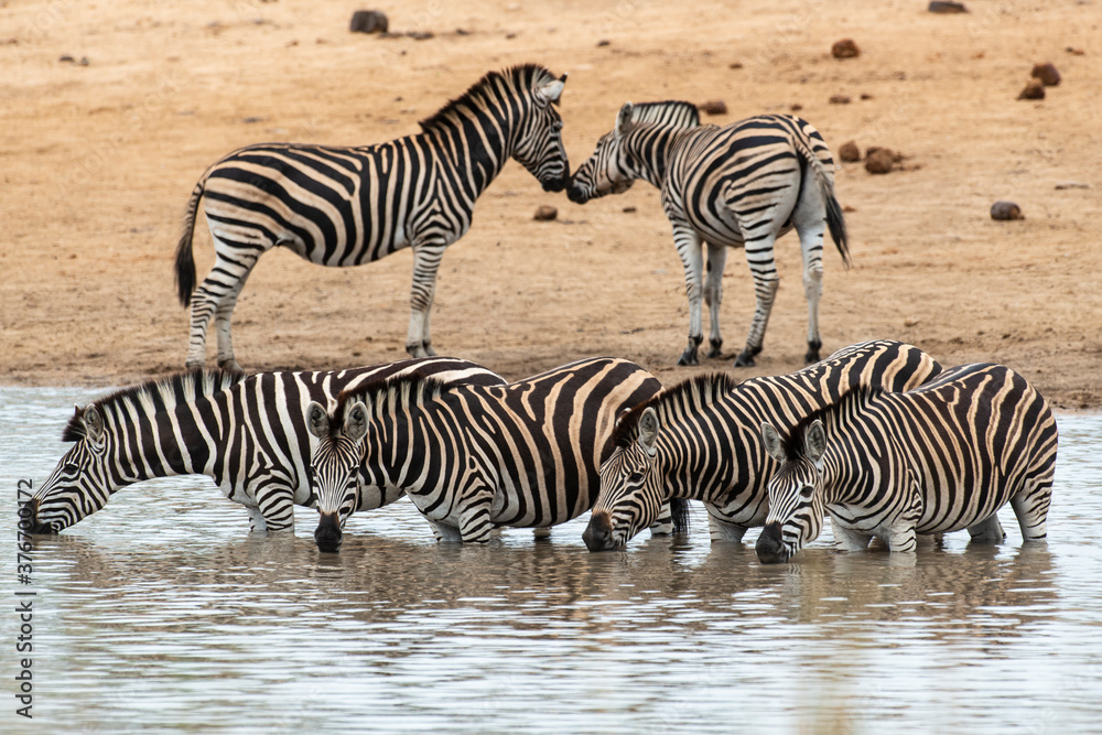 Zèbre de Burchell, Equus quagga burchelli, Parc national Kruger, Afrique du Sud Zèbre de Burchell, Equus quagga burchelli, Parc national Kruger, Afrique du Sud