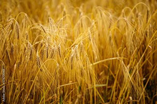 Cereal field. Ears of golden wheat and barley close up. Background of ripening ears.