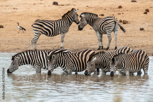 Z  bre de Burchell  Equus quagga burchelli  Parc national Kruger  Afrique du Sud