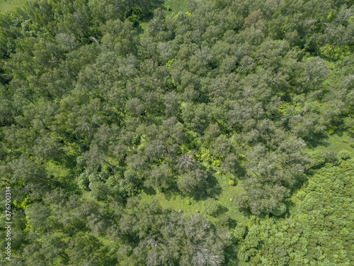 Aerial view of the forest thicket at summer sunny day. Green trees growth densely near each other. Green foliage and green underbrush. Nature terrain looks like texture. Top down drone air view.  © Konstantin Belov