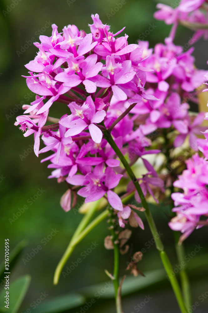 The name of these flowers is Epidendrum.
The name of these flowers is Epidendrum.