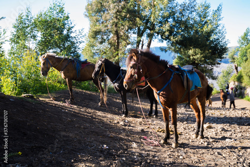 Horse for tourist rent at viewpoint on Mount Penanjakan,The best views from Mount Bromo