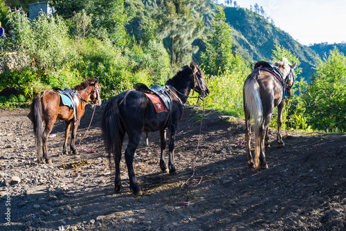 Horse for tourist rent at viewpoint on Mount Penanjakan,The best views from Mount Bromo