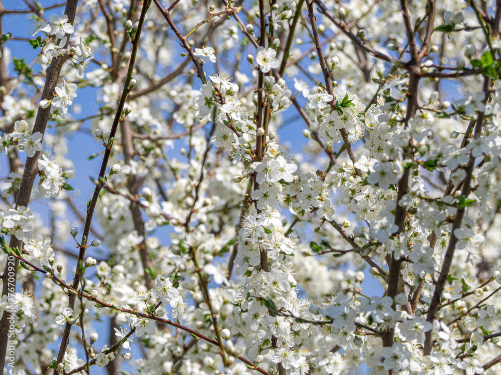 Blossoming prunus cerasus. Many cherry tree branches with white flowers, selective focus. Close up view. Blossoming prunus cerasus. Many cherry tree branches with white flowers, selective focus. Close up view.