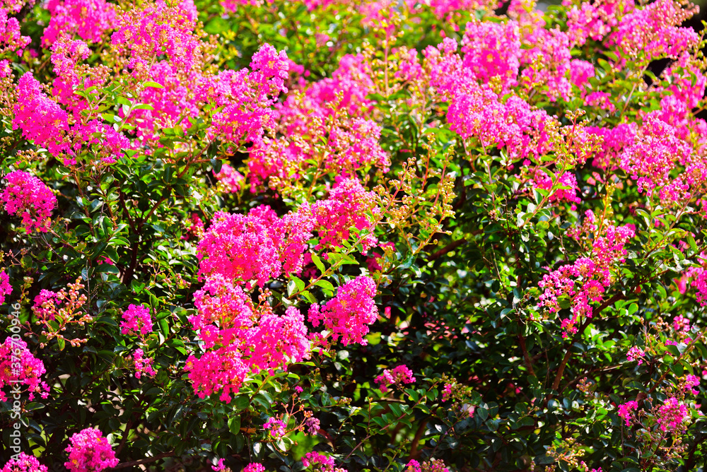 百日紅のピンクの花がある風景 百日紅のピンクの花がある風景