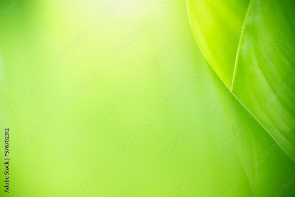 Nature of green leaf in garden at summer. Natural green leaves plants using as spring background cover page greenery environment ecology wallpaper Nature of green leaf in garden at summer. Natural green leaves plants using as spring background cover page greenery environment ecology wallpaper