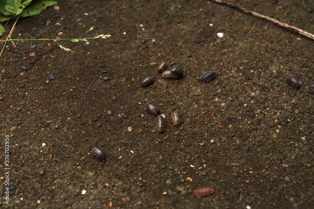 Roly poly, Pill bugs on the ground