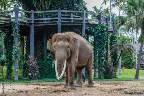 Critically endangered Sumatran elephant. Bali, Indonesia