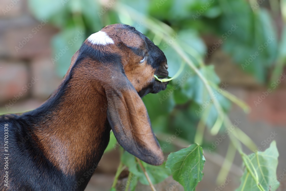 Obraz premium goats a dairy animal in the animal farm