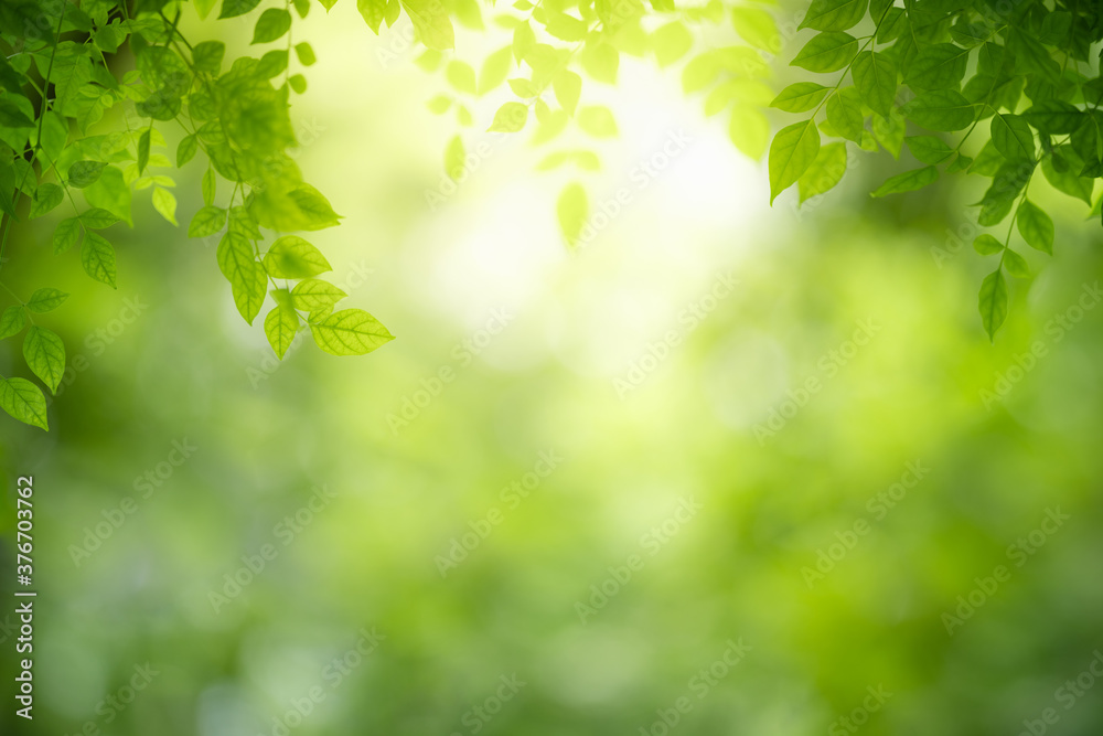 Nature of green leaf in garden at summer. Natural green leaves plants using as spring background cover page greenery environment ecology wallpaper Nature of green leaf in garden at summer. Natural green leaves plants using as spring background cover page greenery environment ecology wallpaper