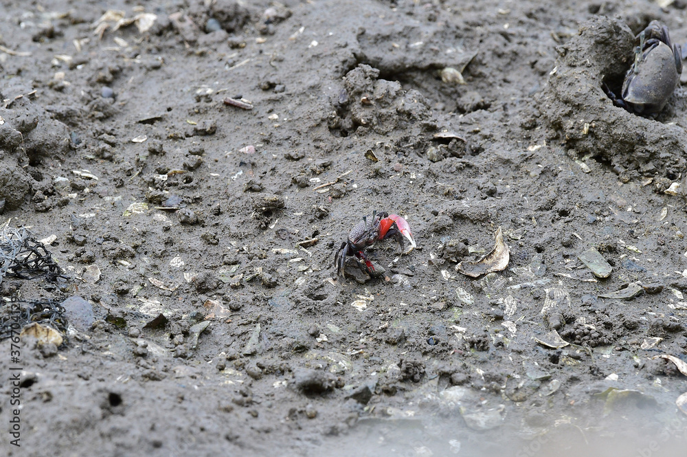Mudcrab and mudskipper in mudflat of Korea's west coast. Mudcrab and mudskipper in mudflat of Korea's west coast.