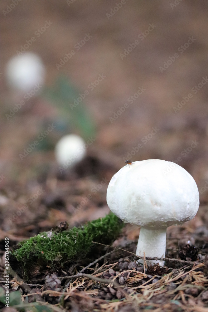 White mushrooms White mushrooms