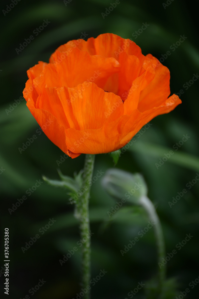 Naklejka premium Close-up of a scarlet poppy flower and a dark defocused background.