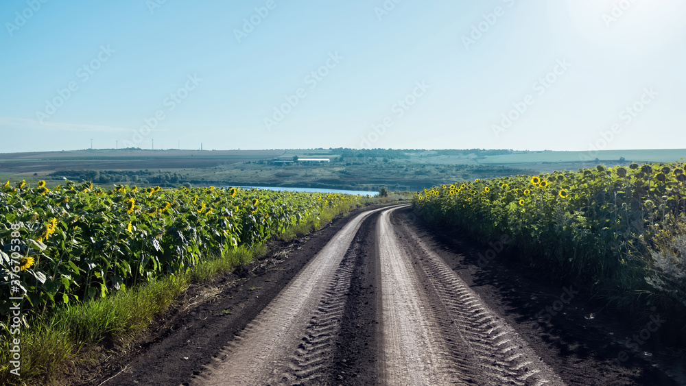 Country road with sunflower fields in Moldova