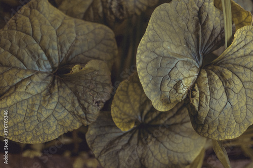 Green tropical plant close-up. Abstract natural floral background Selective f...