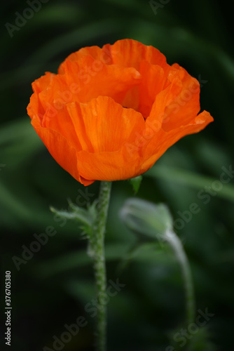 Close-up of a scarlet poppy flower and a dark defocused background.