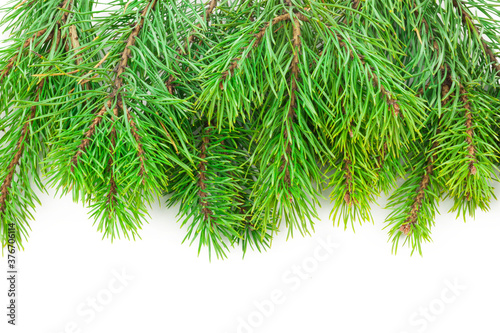 Pine branches on white background