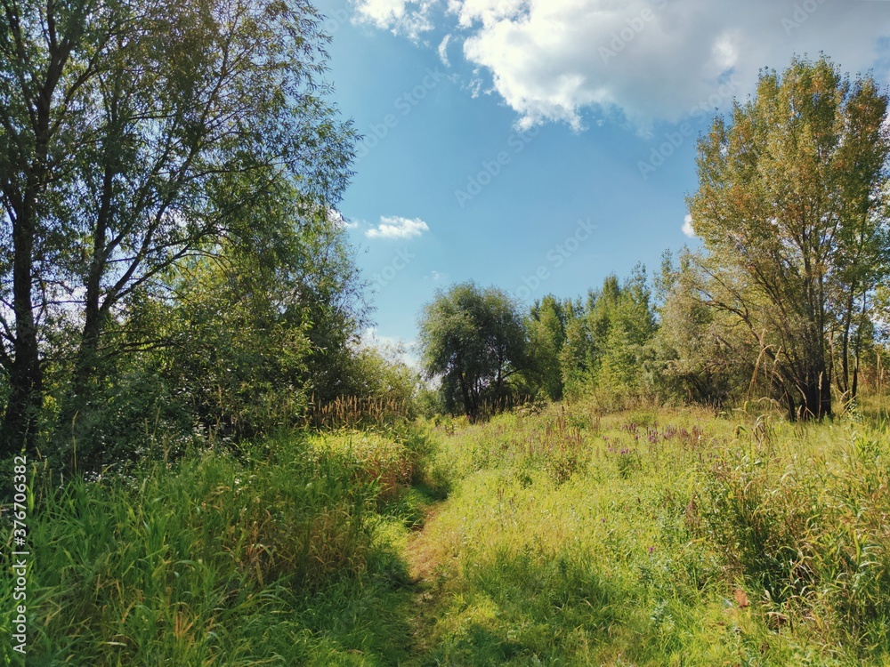 greenery grass and trees on a background of blue sky in a sunny landscape greenery grass and trees on a background of blue sky in a sunny landscape