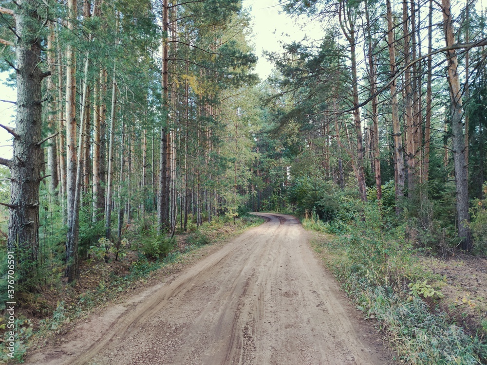 Obraz premium road through a forest plantation with tall pine trees