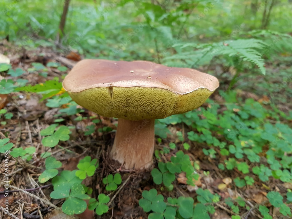 Fototapeta premium mushroom in the forest