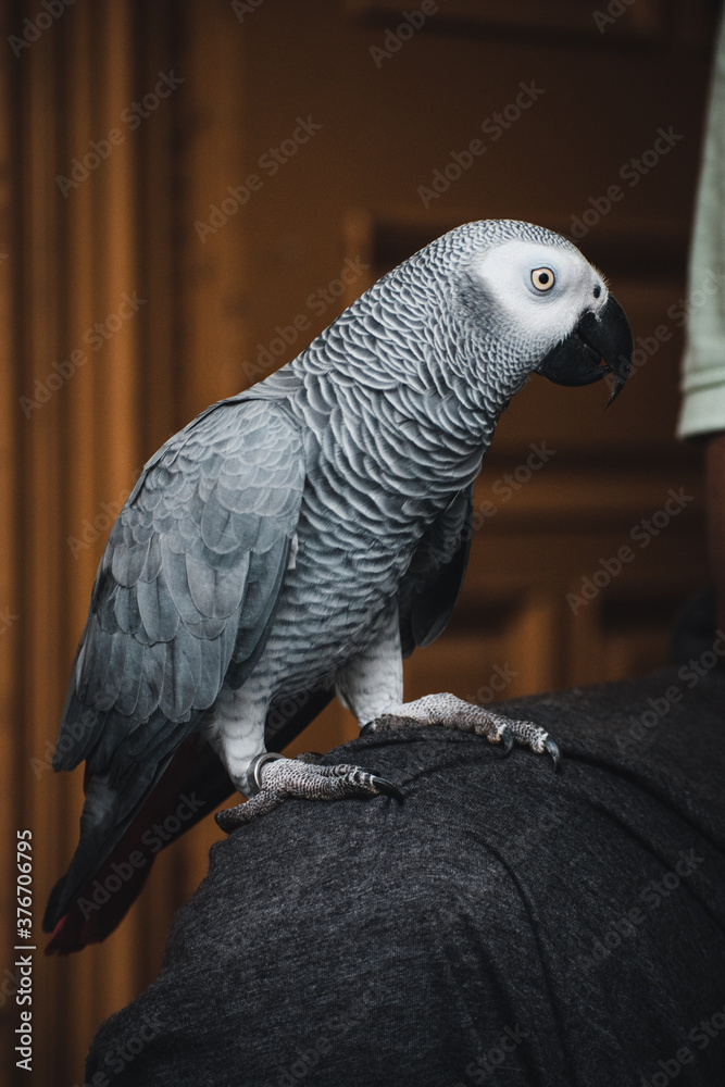 Obraz premium Grey Parrot Pet