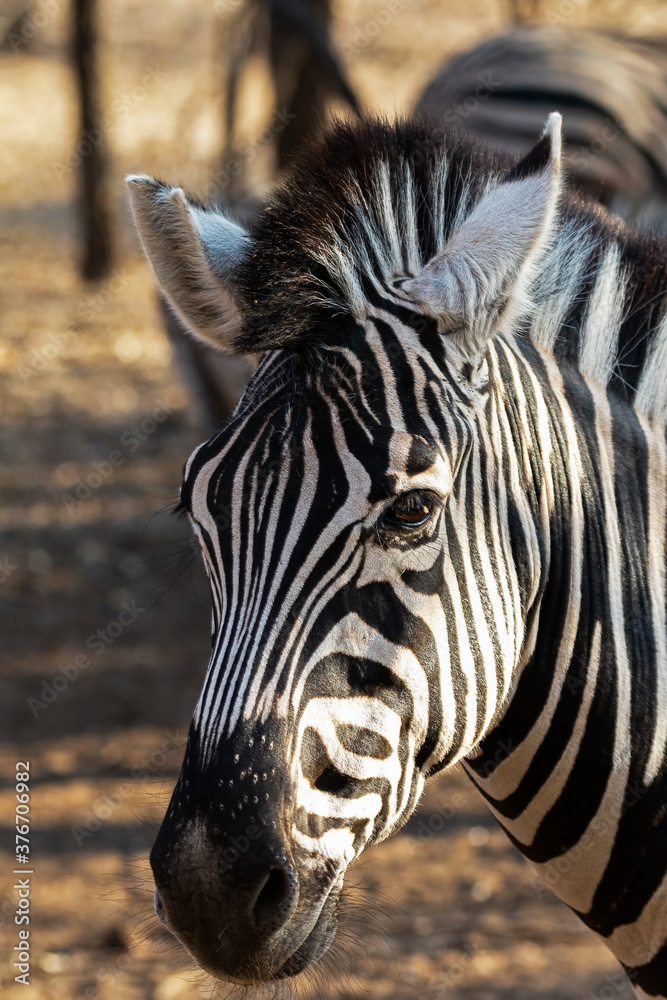 Naklejka premium Profil zebry