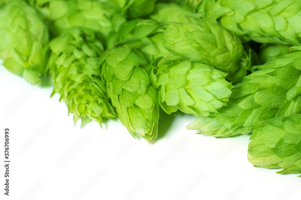 Green fresh hop cones for making beer and breadon white background close up Green fresh hop cones for making beer and breadon white background close up