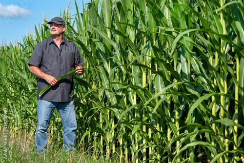 Farmer standing in rows of corn field on farm in rural country, portrait, person, man, agriculture, agricultural, business owner, 