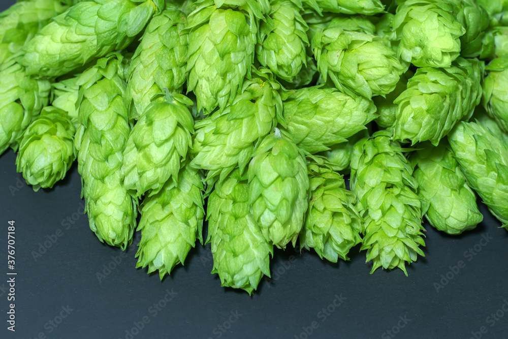 Green hops cones on black background. Freshly harvested hops flowers for beer making Green fresh hops cones Green hops cones on black background. Freshly harvested hops flowers for beer making Green fresh hops cones