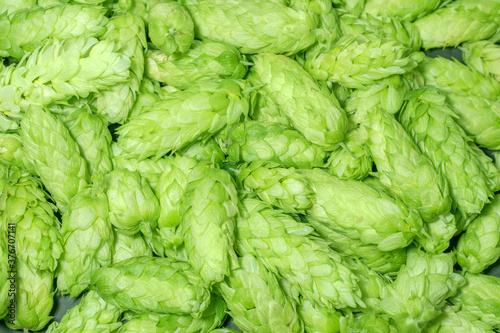 Fresh green hops cone. Background. macro.