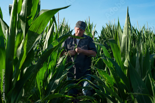 Farmer standing in corn field on farm in rural country inspecting corn  portrait  person  man  agriculture  agricultural  business owner  