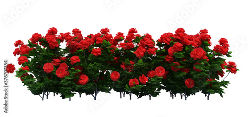 3d Render Brush Tree Isolated  on white