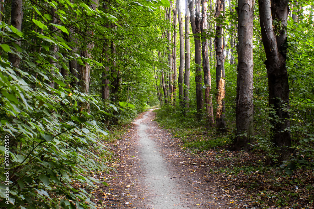 Fototapeta premium Forest in Chisinau, Moldova