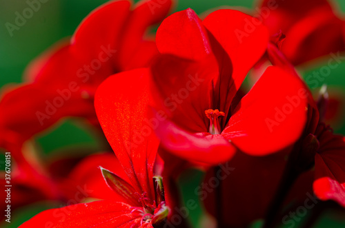 Flower. Bright red geranium flower garden close-up