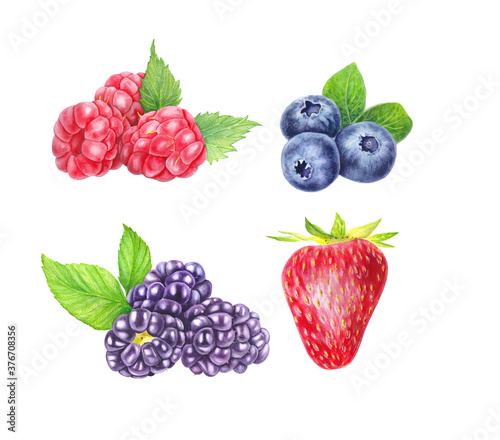 Wallpaper Mural Set of wild berries isolated on white background. Blueberry, blackberry, raspberry and strawberry. Close up view. Hand drawn illustration Watercolor illustration. Realistic botanical art. Torontodigital.ca