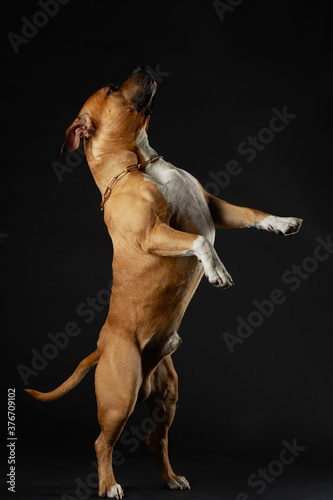 American Staffordshire terrier standing on its hind legs