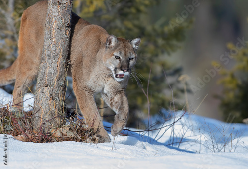 Cougar walking in the winter snow 