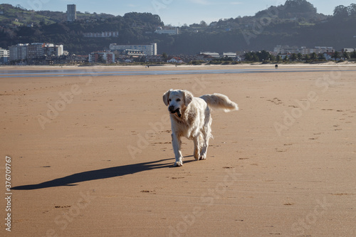 beauty golden in the beach photo