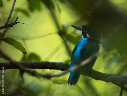 The Kingfisher (Alcedo atthis) blue wild bird, Esposende, Portugal.