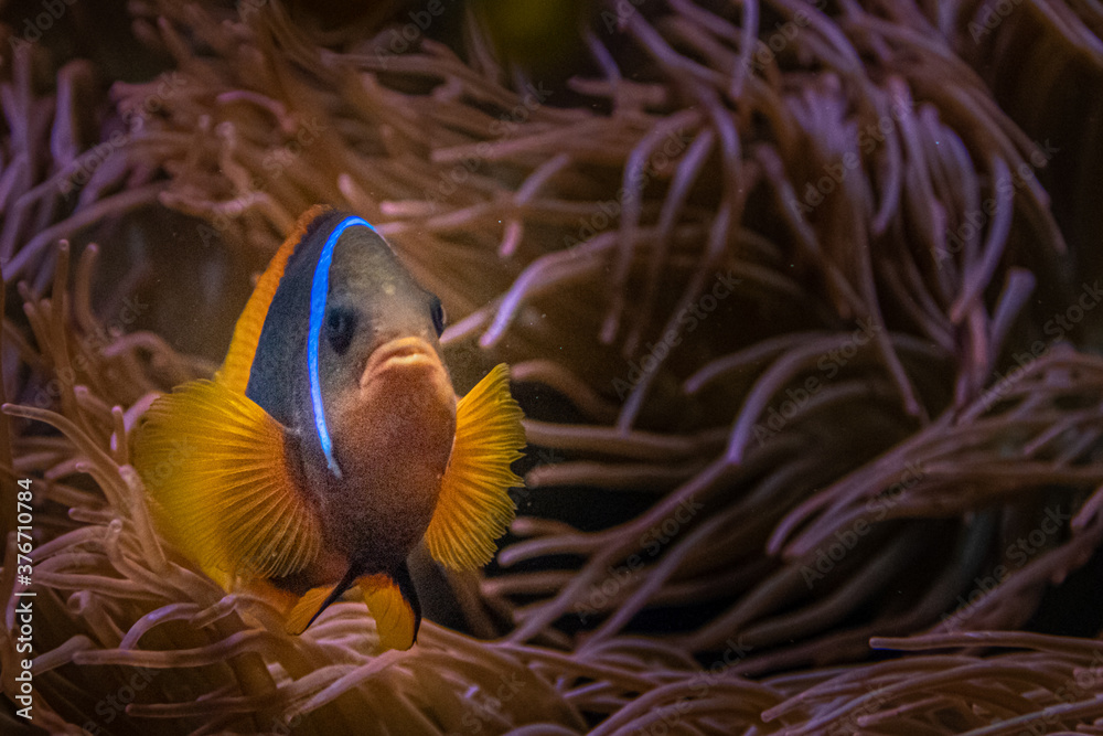 Obraz premium a tropical fish hiding in a reef