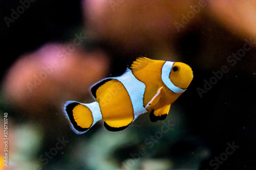 a clownfish swiming along a reef
