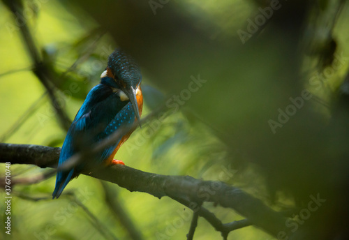 The Kingfisher (Alcedo atthis) blue wild bird, Esposende, Portugal.