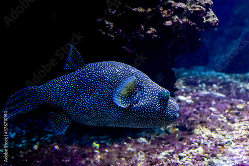 Fototapeta Naklejka Na Ścianę i Meble -  a blowfish swimming  in the ocen