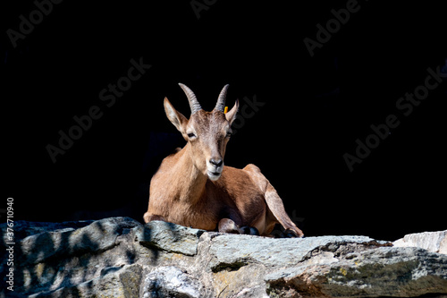 a mountain goat on a ledge