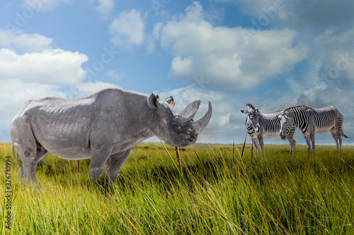 a rhino and two zebras