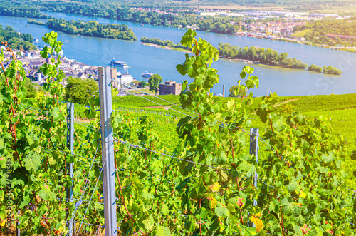 Grapevine steel pole and rows of vineyards green fields landscape with grape trellis on river Rhine Valley hills, Rheingau wine region on Roseneck mount near Rudesheim town, State of Hesse, Germany photo