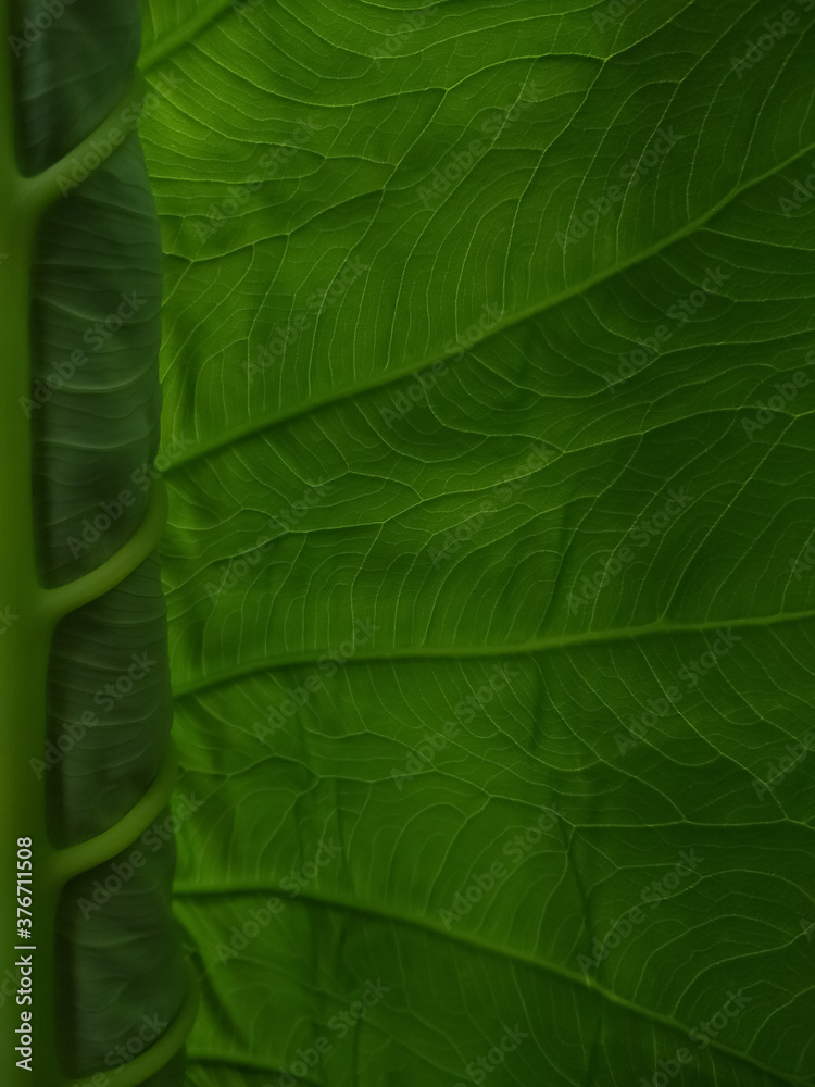 Fototapeta premium green leaf texture Curly Taro plant 