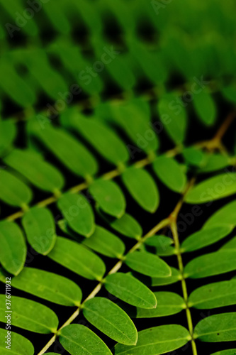 Abstract image of Green leaves with pattern  with dark back ground