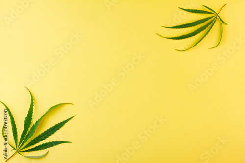 Two small leaves of green hemp on a yellow background. Place for your text. View from above. Photo concept.